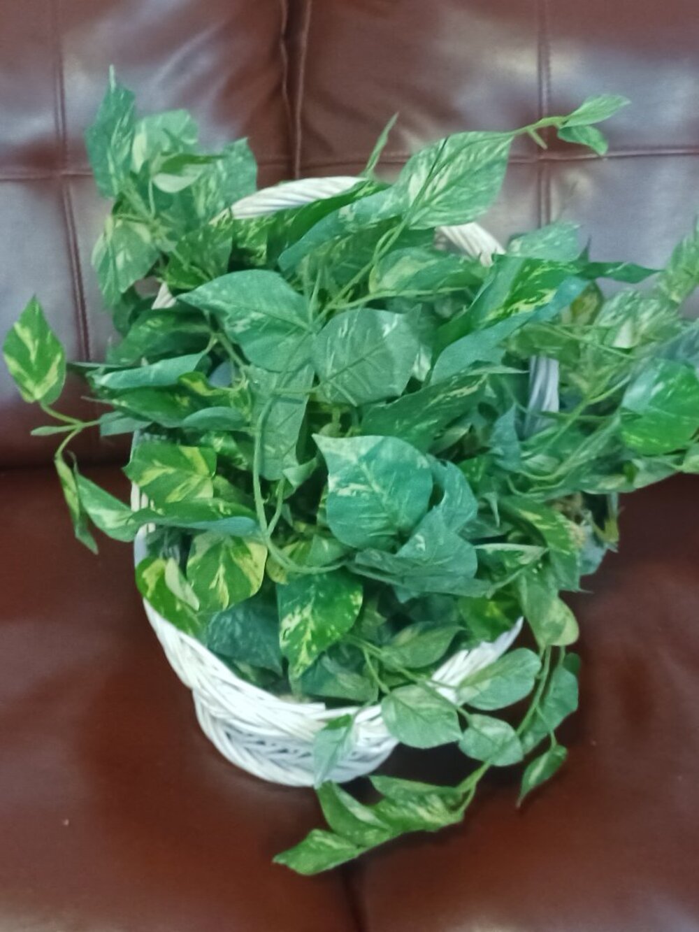 The product is likely a specific type of plant, seedling, or bulb that is suitab